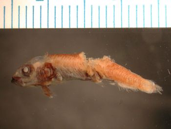 Media type: image; Ichthyology 66641